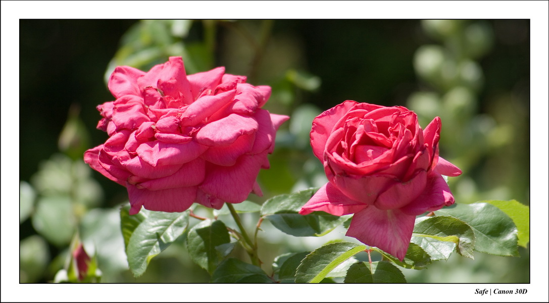 2006 - 05 - Jardin - 07